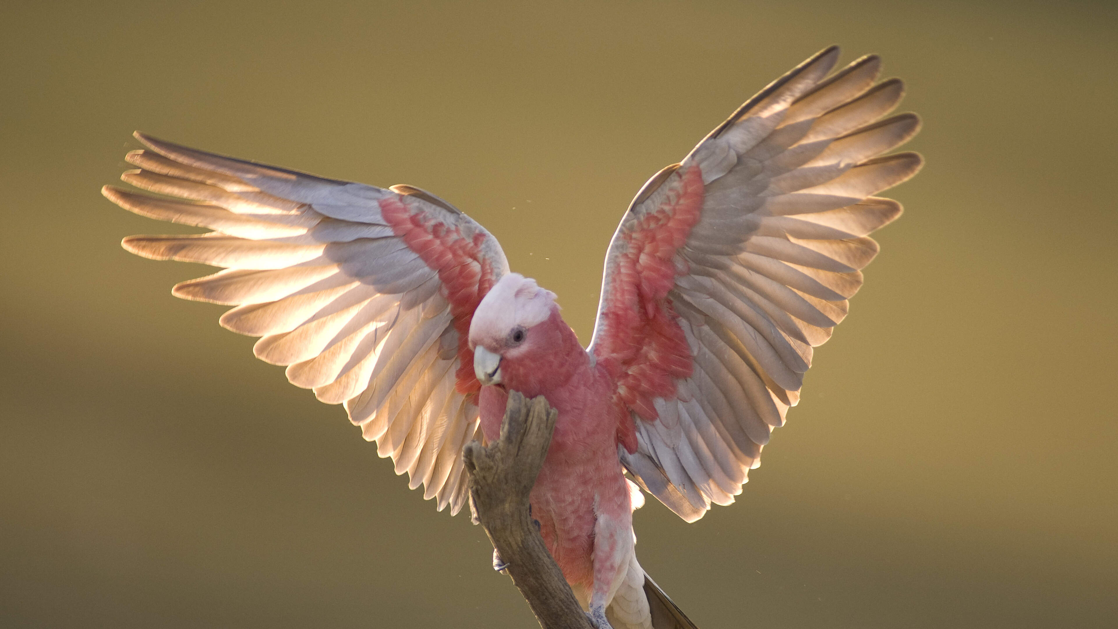 Nieuw onderzoek: vliegende vogel blijkt een blij ei